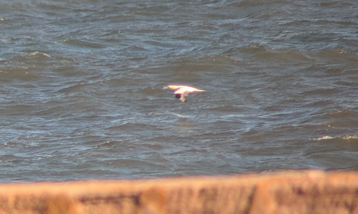 Northern Gannet - ML642204953