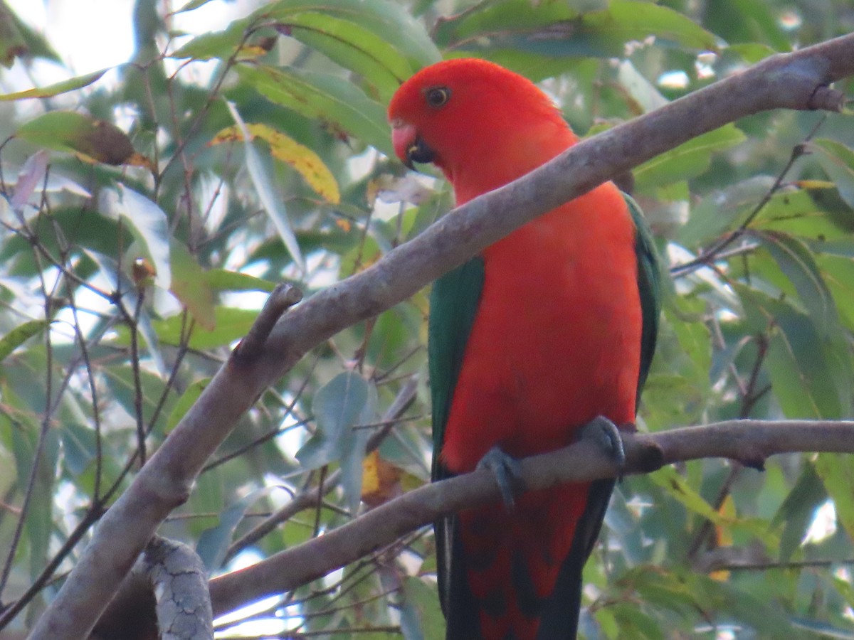 Australian King-Parrot - ML642204955