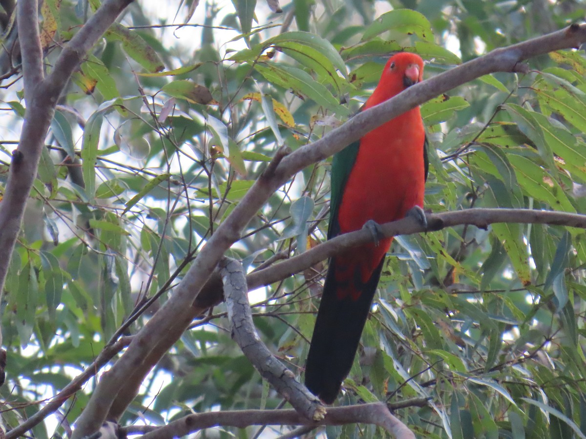 Australian King-Parrot - ML642204956