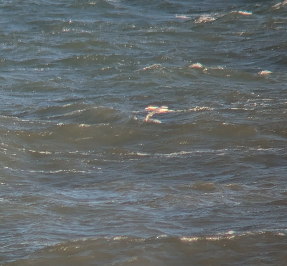 Northern Gannet - ML642204957
