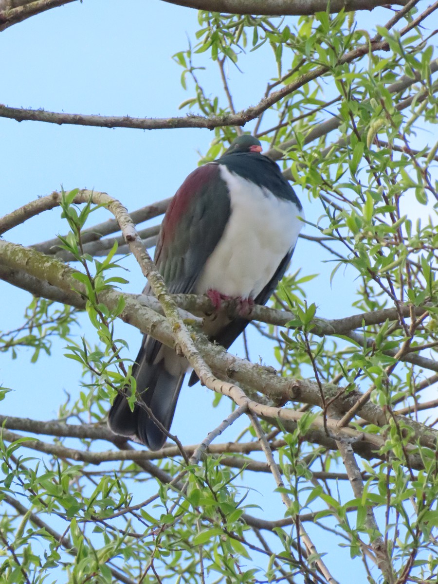 New Zealand Pigeon - ML642204958