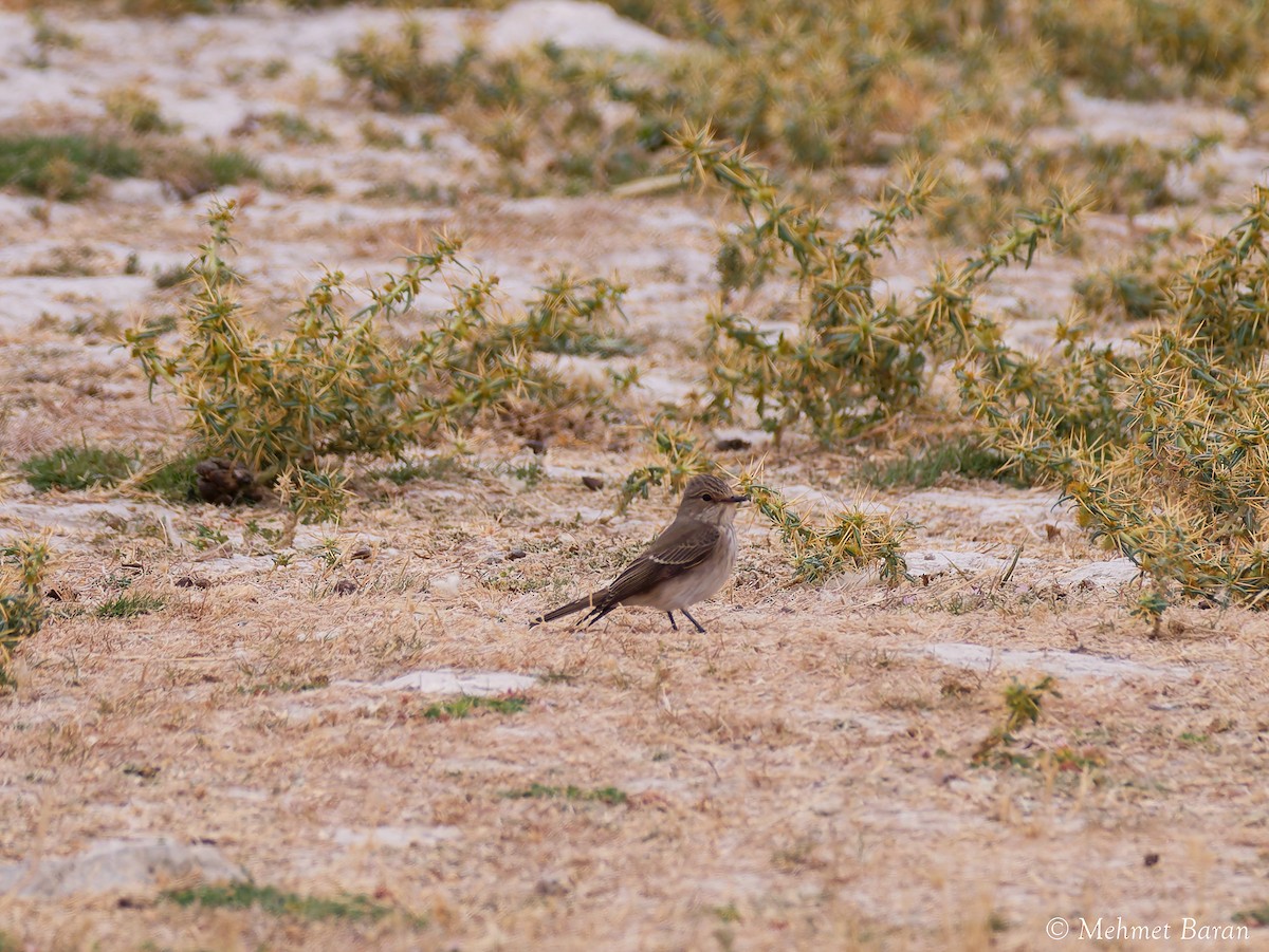 Spotted Flycatcher - ML642204960