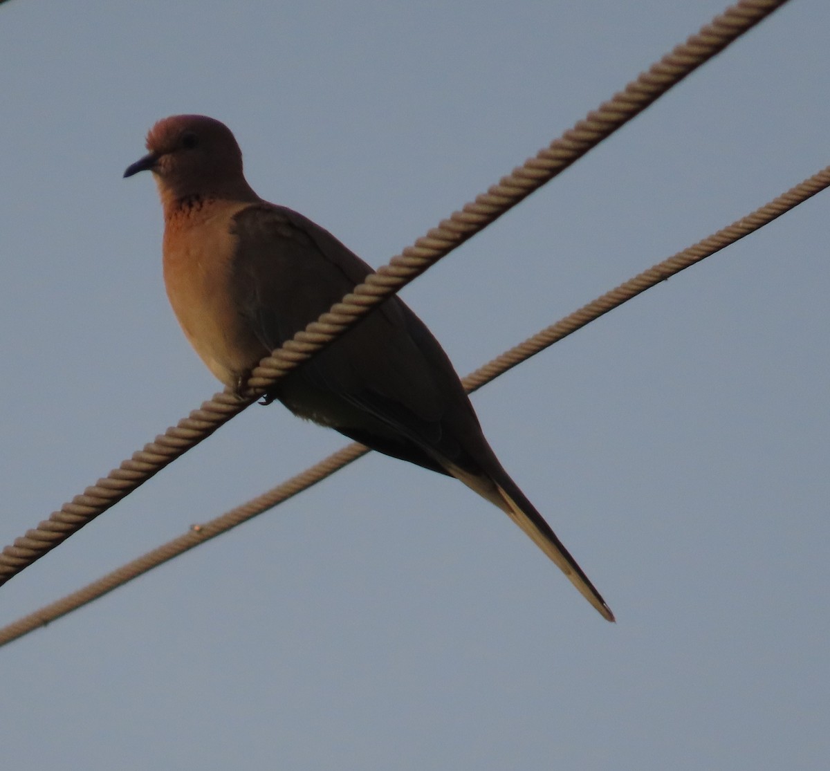 Laughing Dove - ML642204965