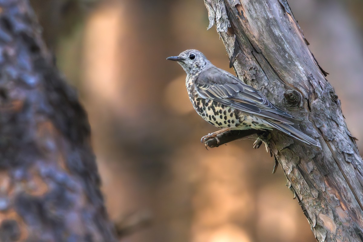 Mistle Thrush - ML642204966