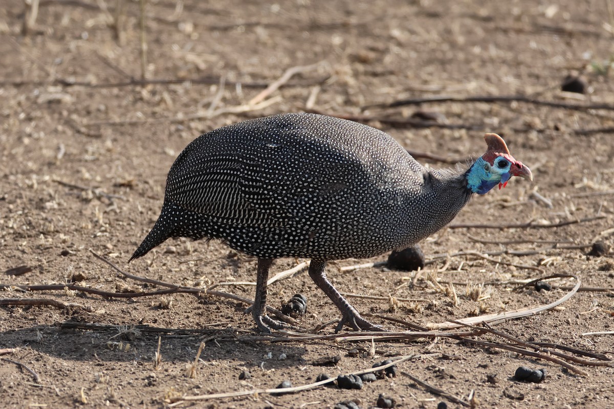 Helmeted Guineafowl - ML642204967