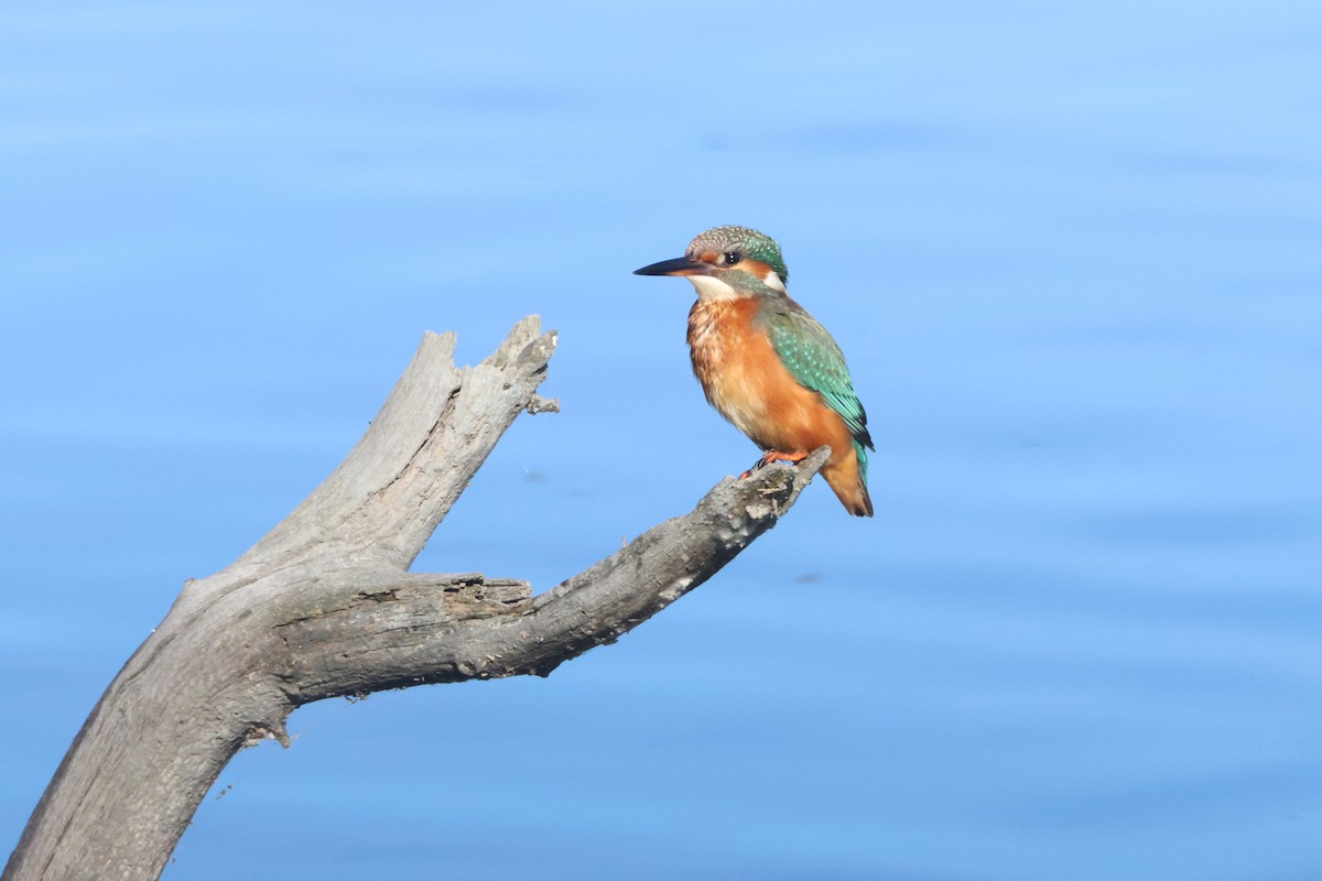 Common Kingfisher - ML642204969