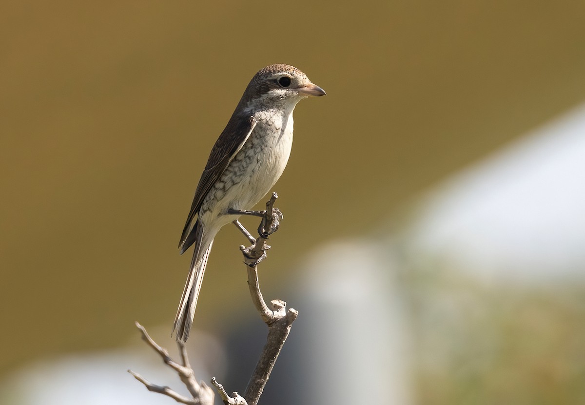 Red-backed Shrike - ML642204971