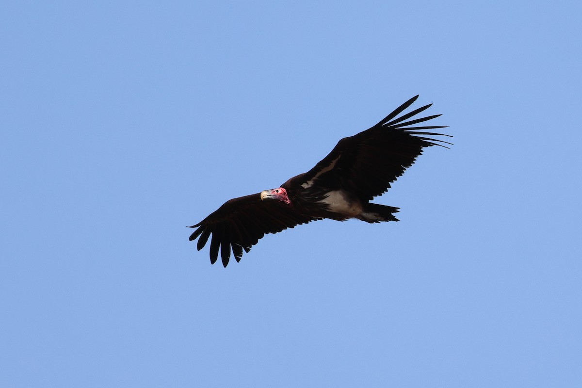 Lappet-faced Vulture - ML642204972