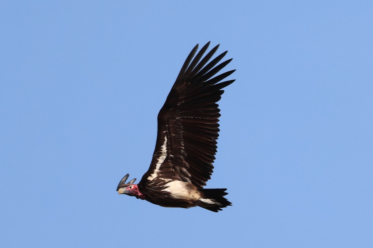 Lappet-faced Vulture - ML642204973