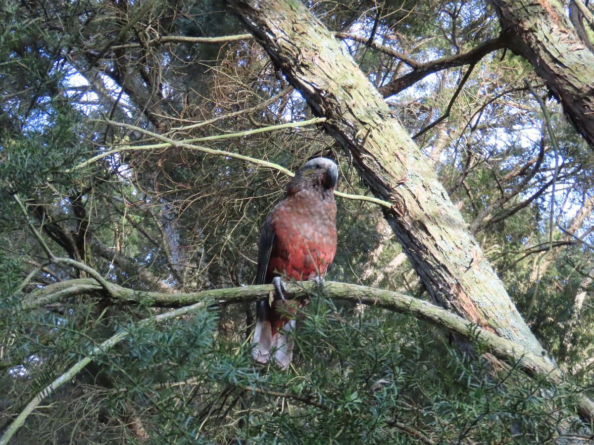 nestor kaka - ML642204975