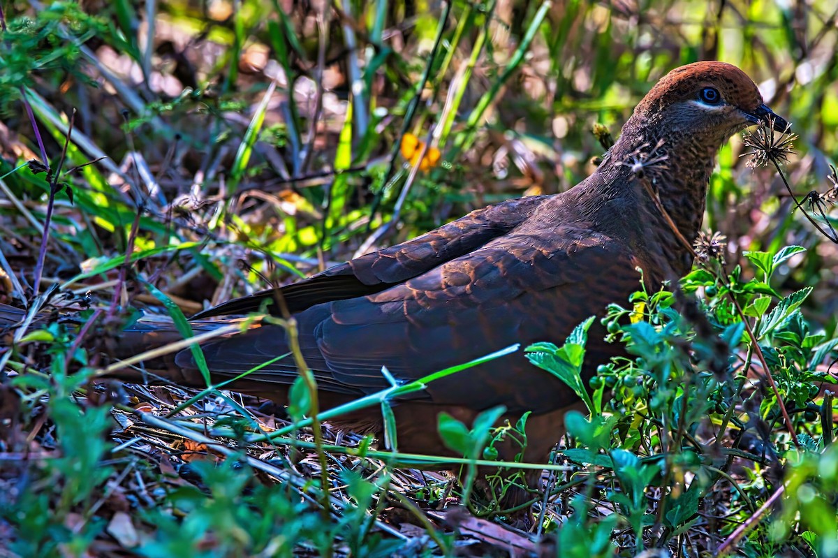 Brown Cuckoo-Dove - ML642204976