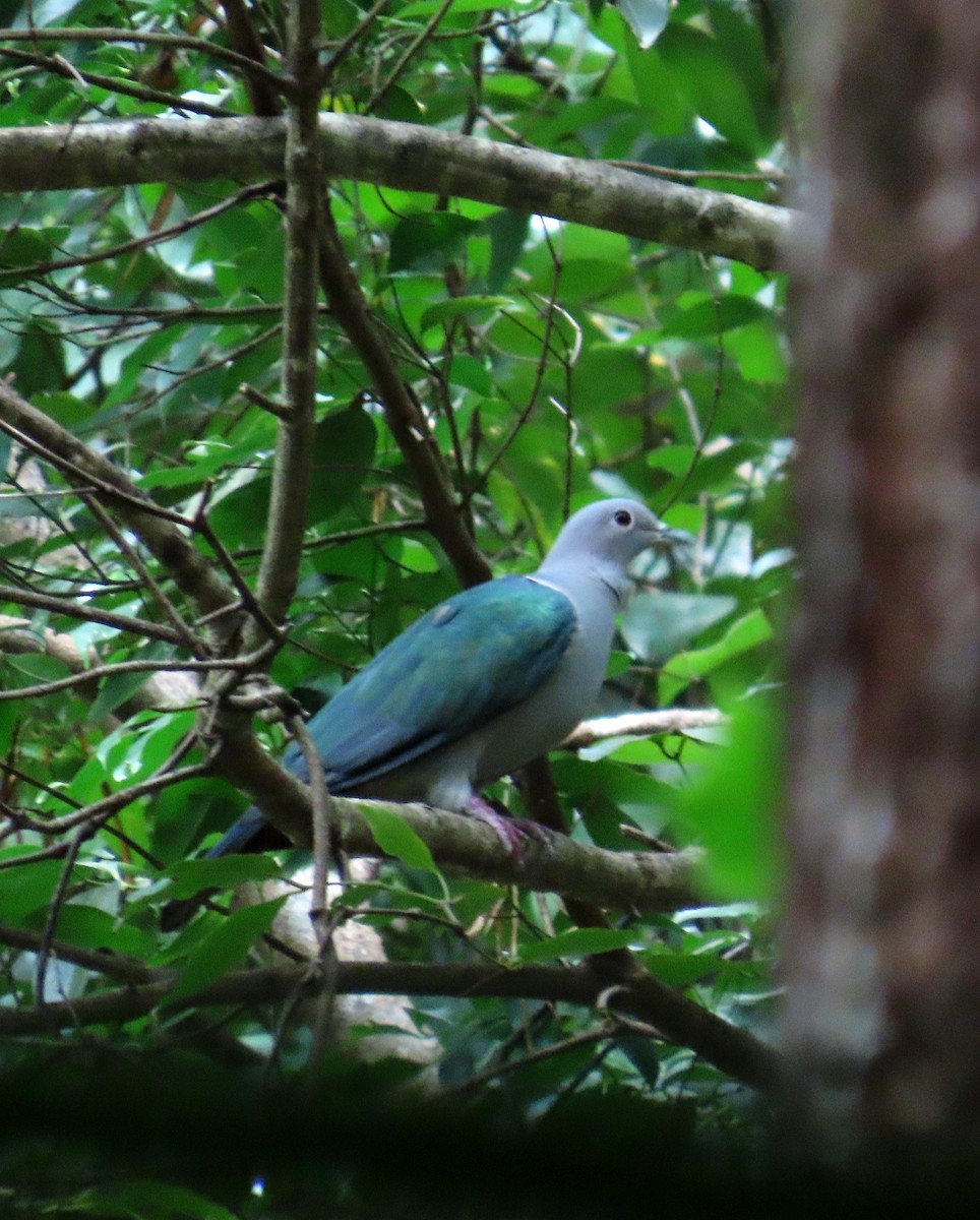 Green Imperial-Pigeon - ML642204982