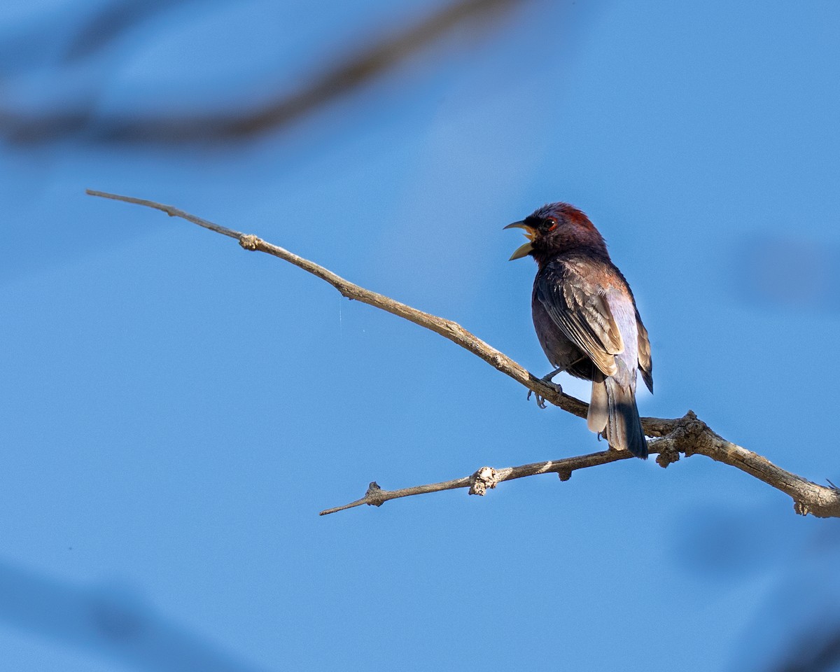 Varied Bunting - ML642204986