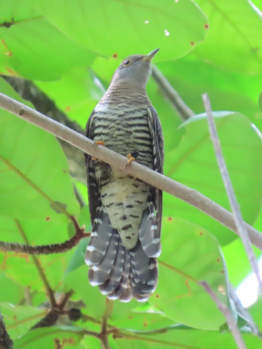 Indian Cuckoo - ML642204987
