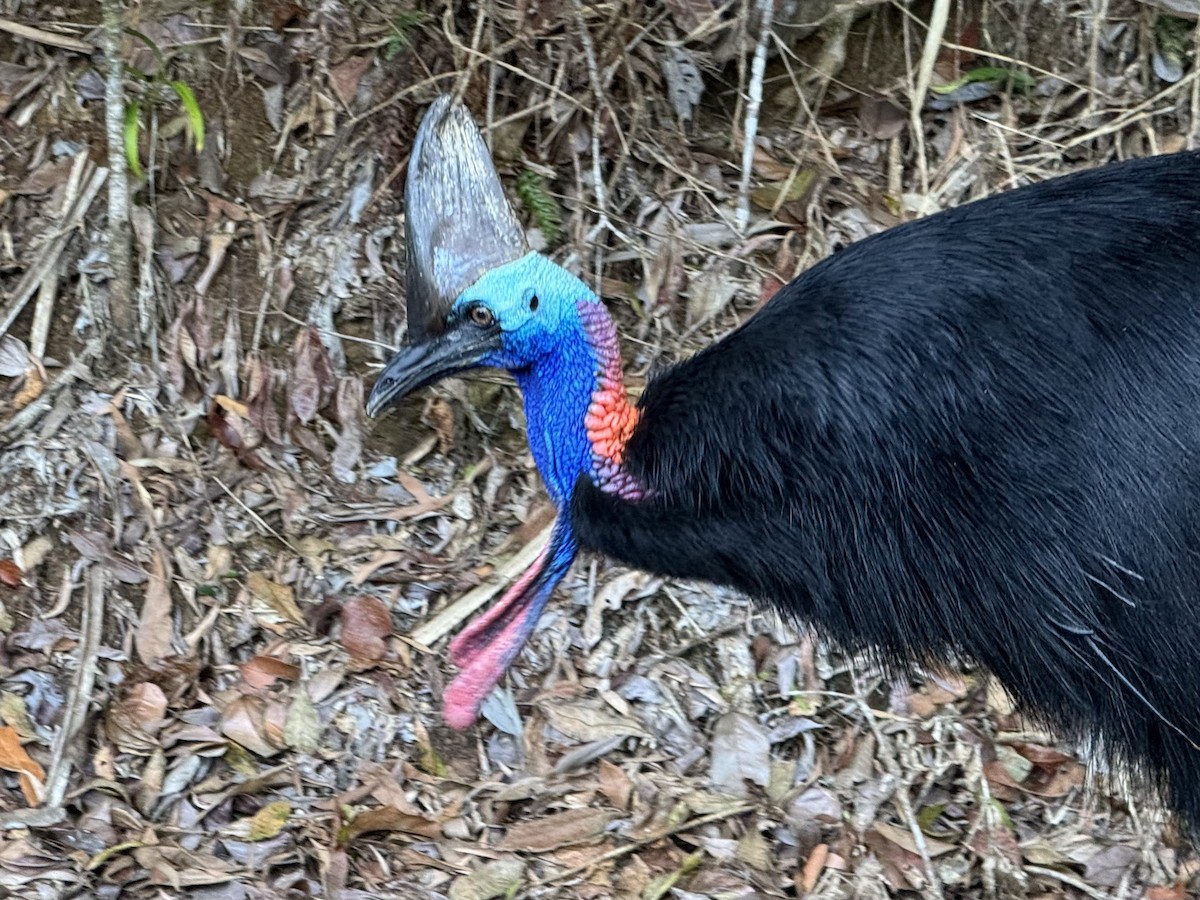 Southern Cassowary - ML642204989