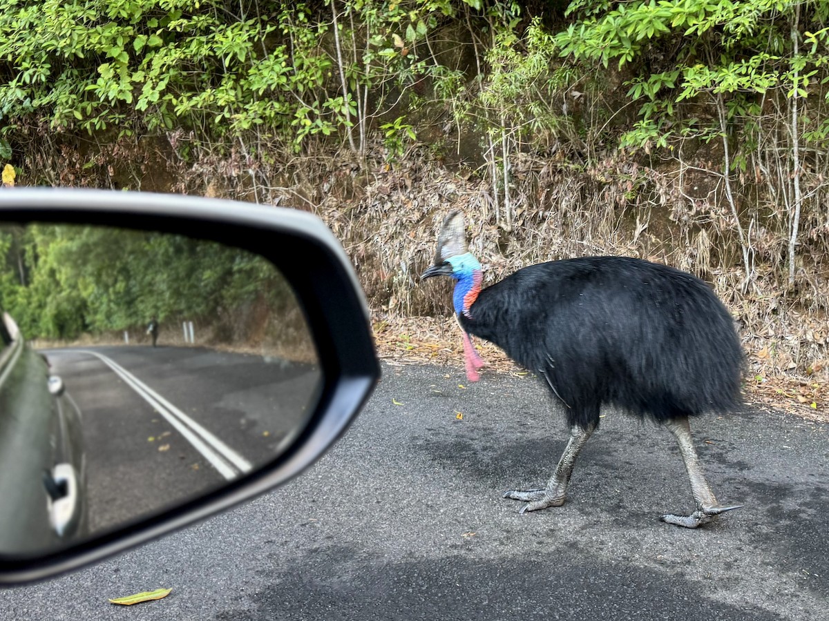 Southern Cassowary - ML642204990