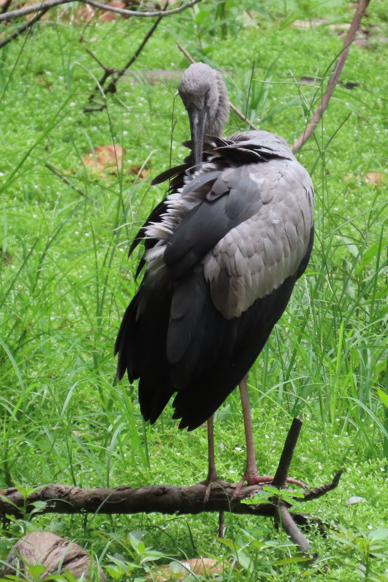 Asian Openbill - ML642204998