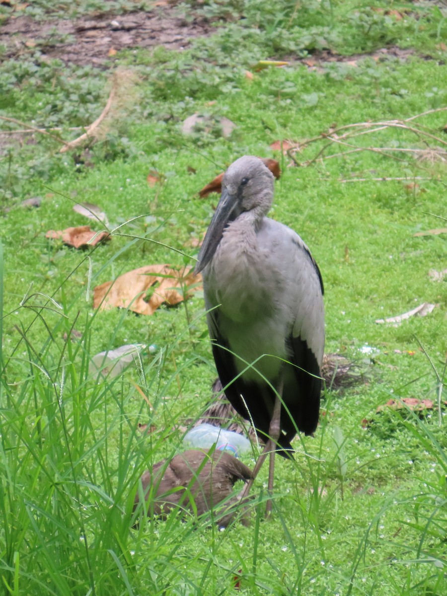 Asian Openbill - ML642205018