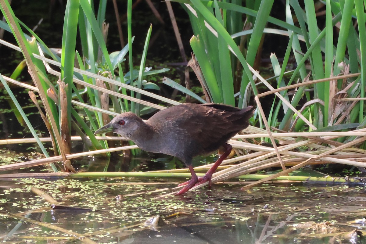 Black Crake - ML642205028