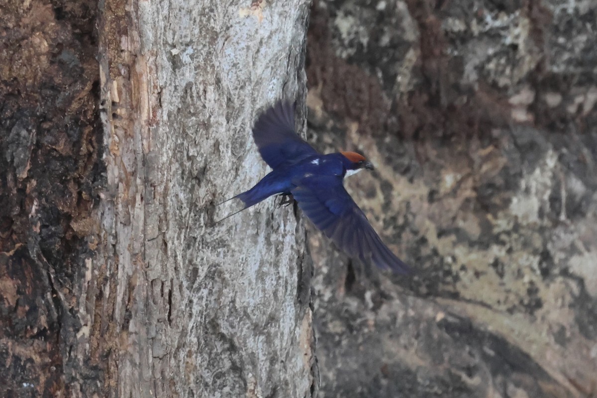 Wire-tailed Swallow - ML642205031