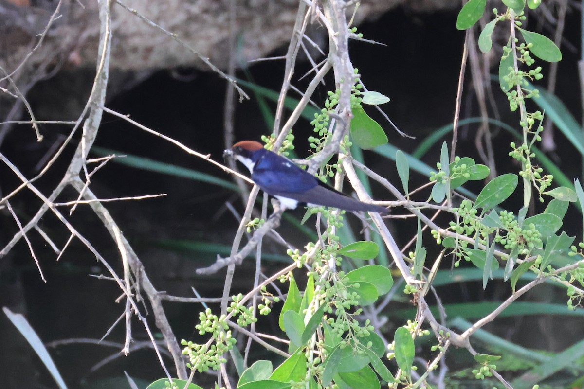 Wire-tailed Swallow - ML642205032
