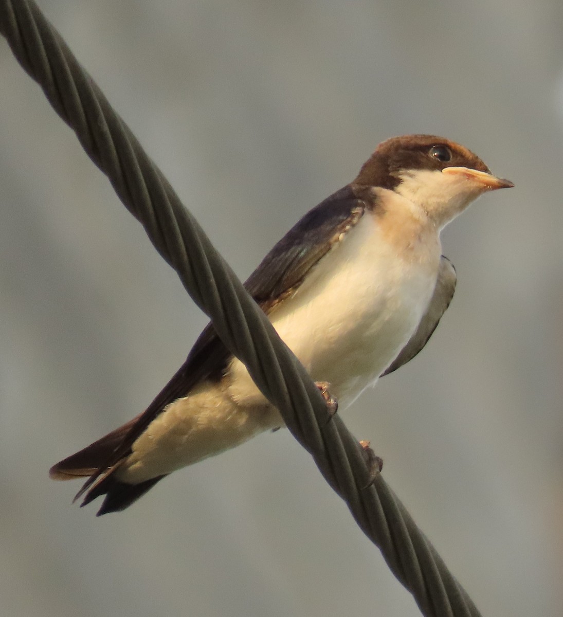 Wire-tailed Swallow - ML642205036