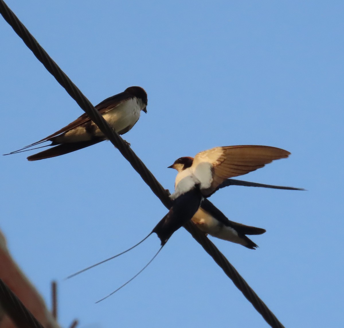 Wire-tailed Swallow - ML642205037