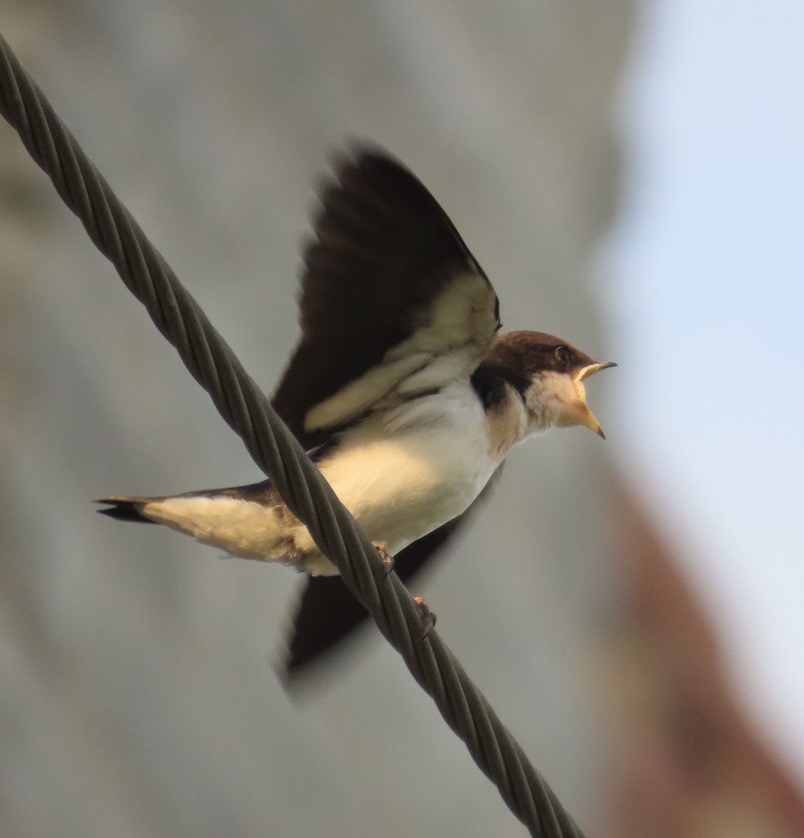 Wire-tailed Swallow - ML642205038