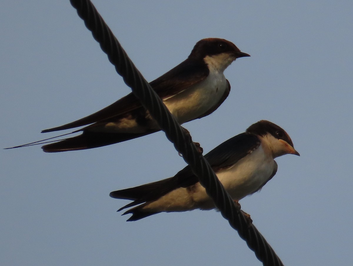 Wire-tailed Swallow - ML642205039