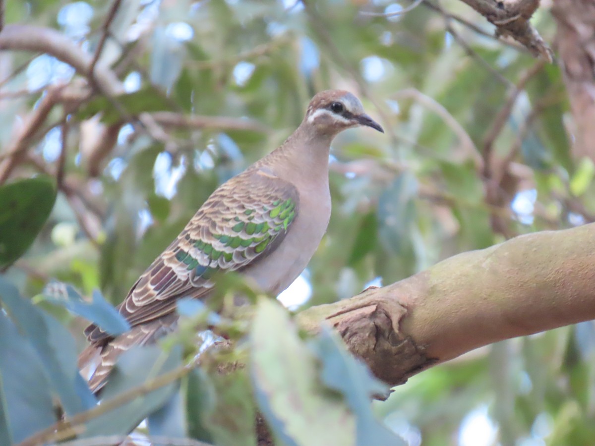 Common Bronzewing - ML642205040