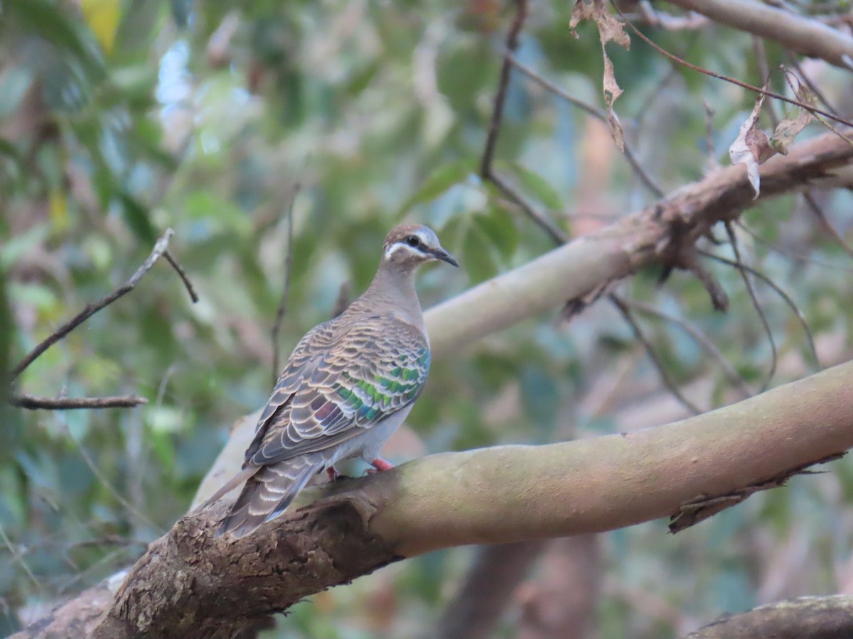 Common Bronzewing - ML642205041