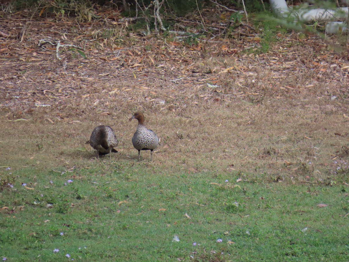 Canard à crinière - ML642205043