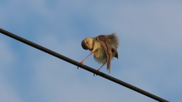 Plain Prinia - ML642205044