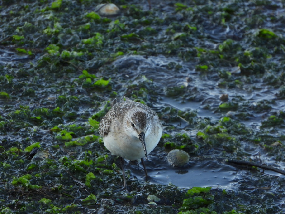 Curlew Sandpiper - ML642205054
