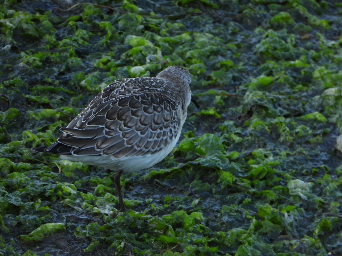 Bécasseau cocorli - ML642205056