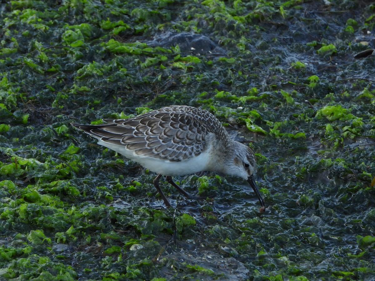 Bécasseau cocorli - ML642205058