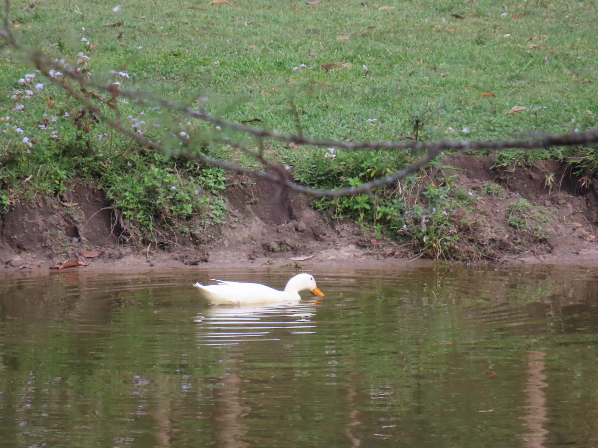 Canard musqué (forme domestique) - ML642205059