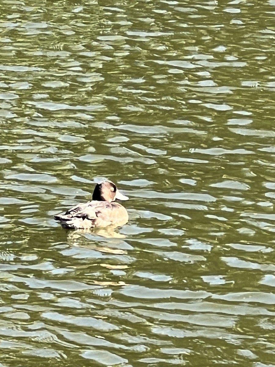 Tufted Duck - ML642205061