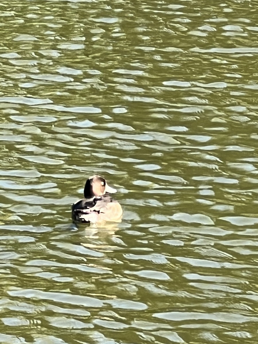 Tufted Duck - ML642205062