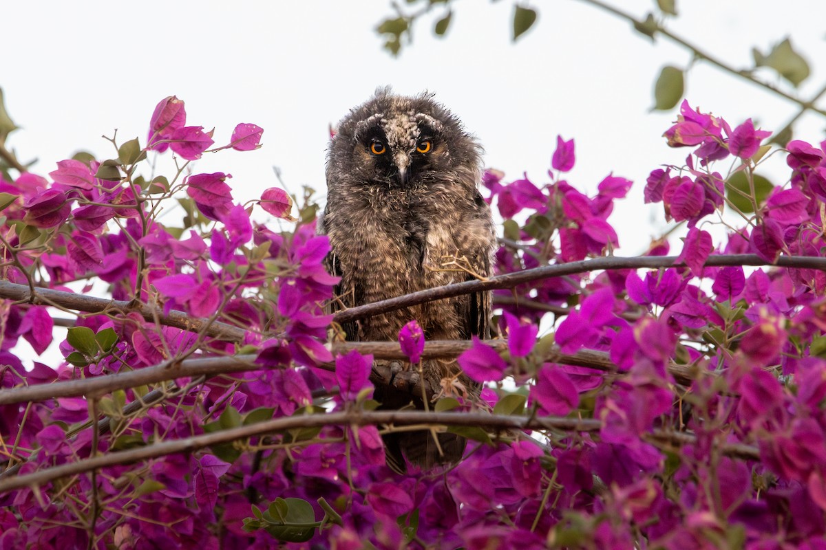 Hibou moyen-duc - ML642205080