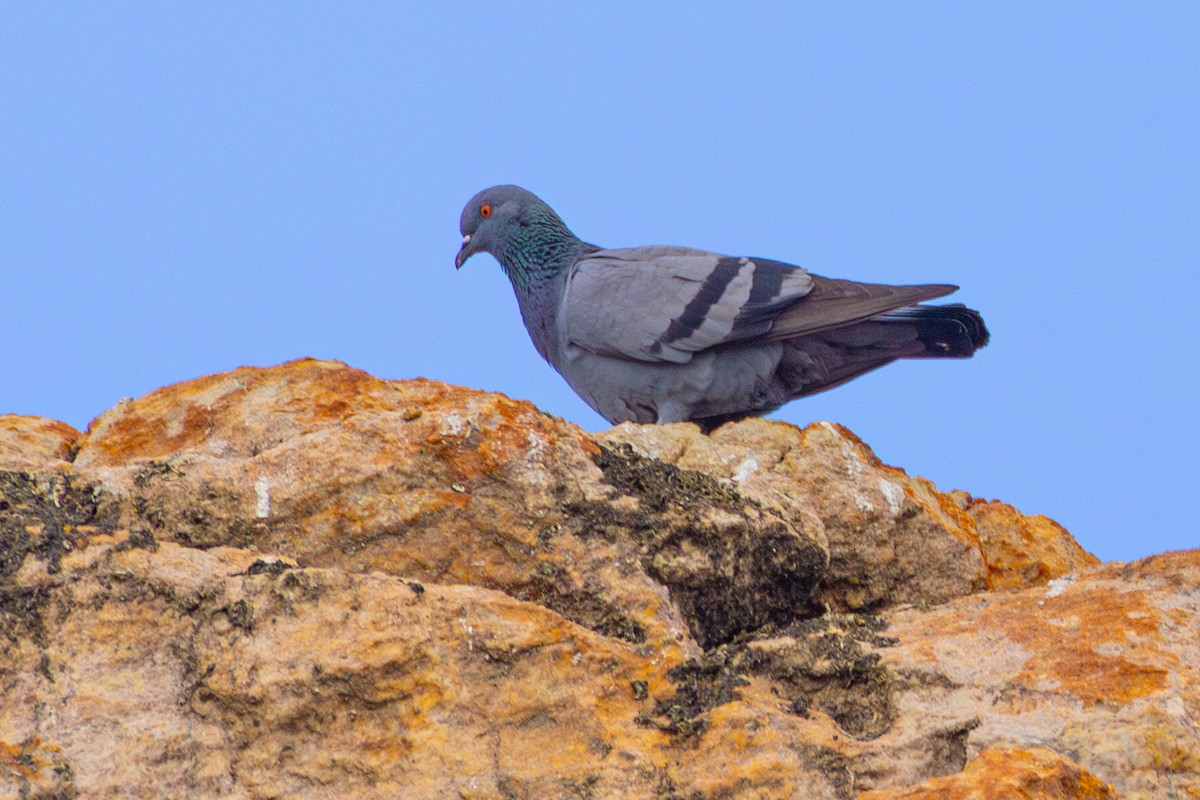 Pigeon biset (forme domestique) - ML642205086