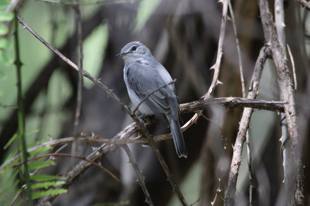 Ashy Flycatcher - ML642205092