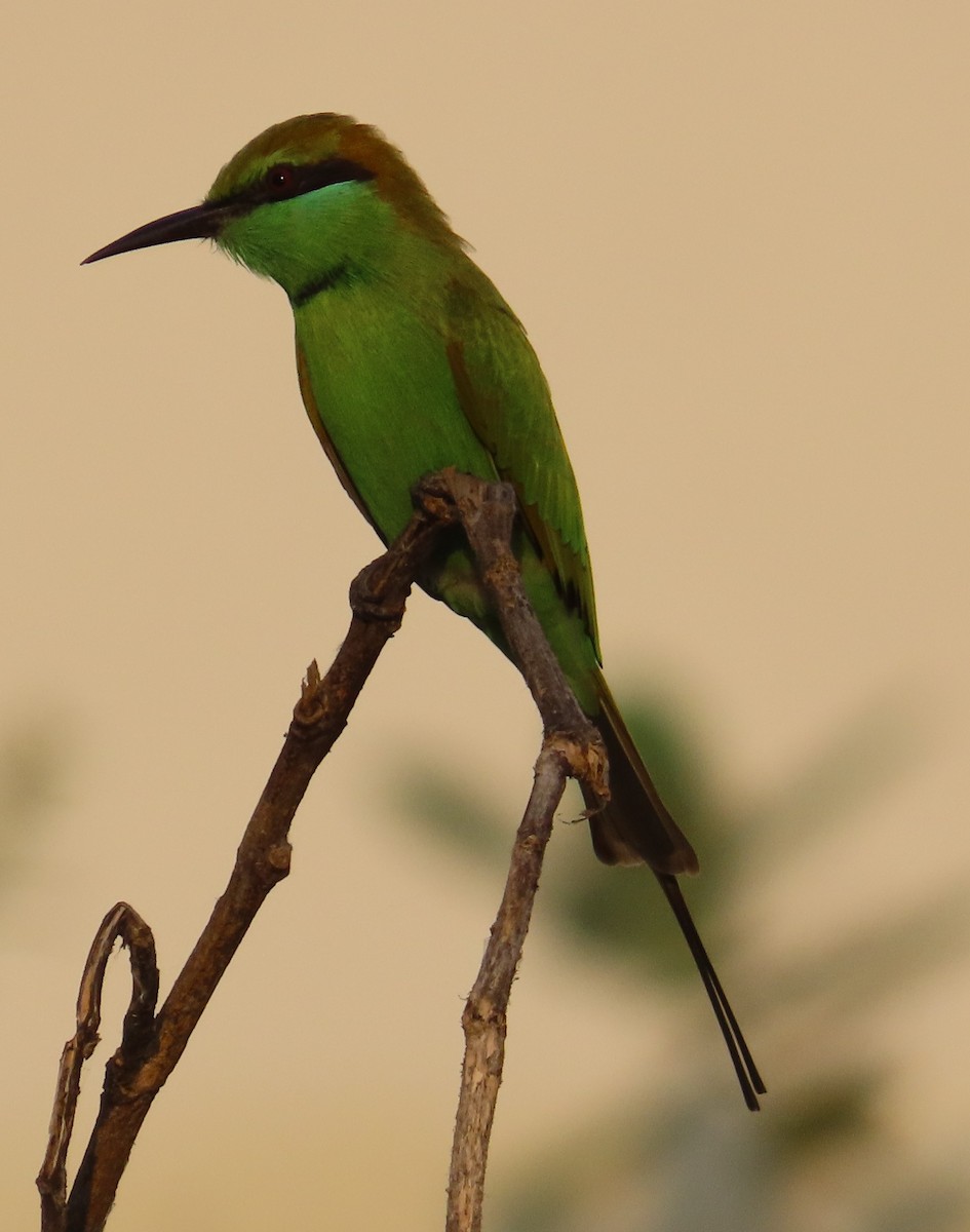 Asian Green Bee-eater - ML642205094