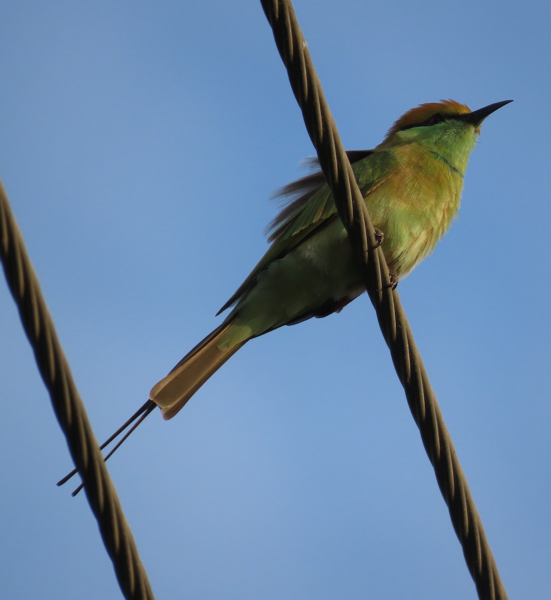 Asian Green Bee-eater - ML642205096
