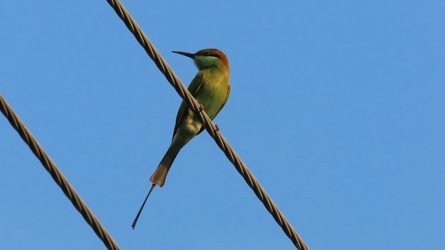 Asian Green Bee-eater - ML642205097