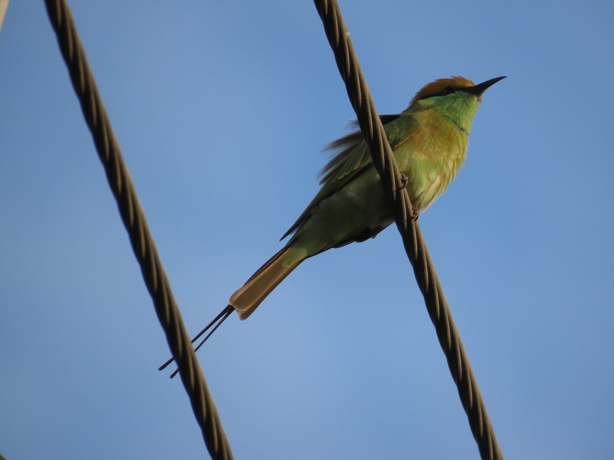 Asian Green Bee-eater - ML642205098
