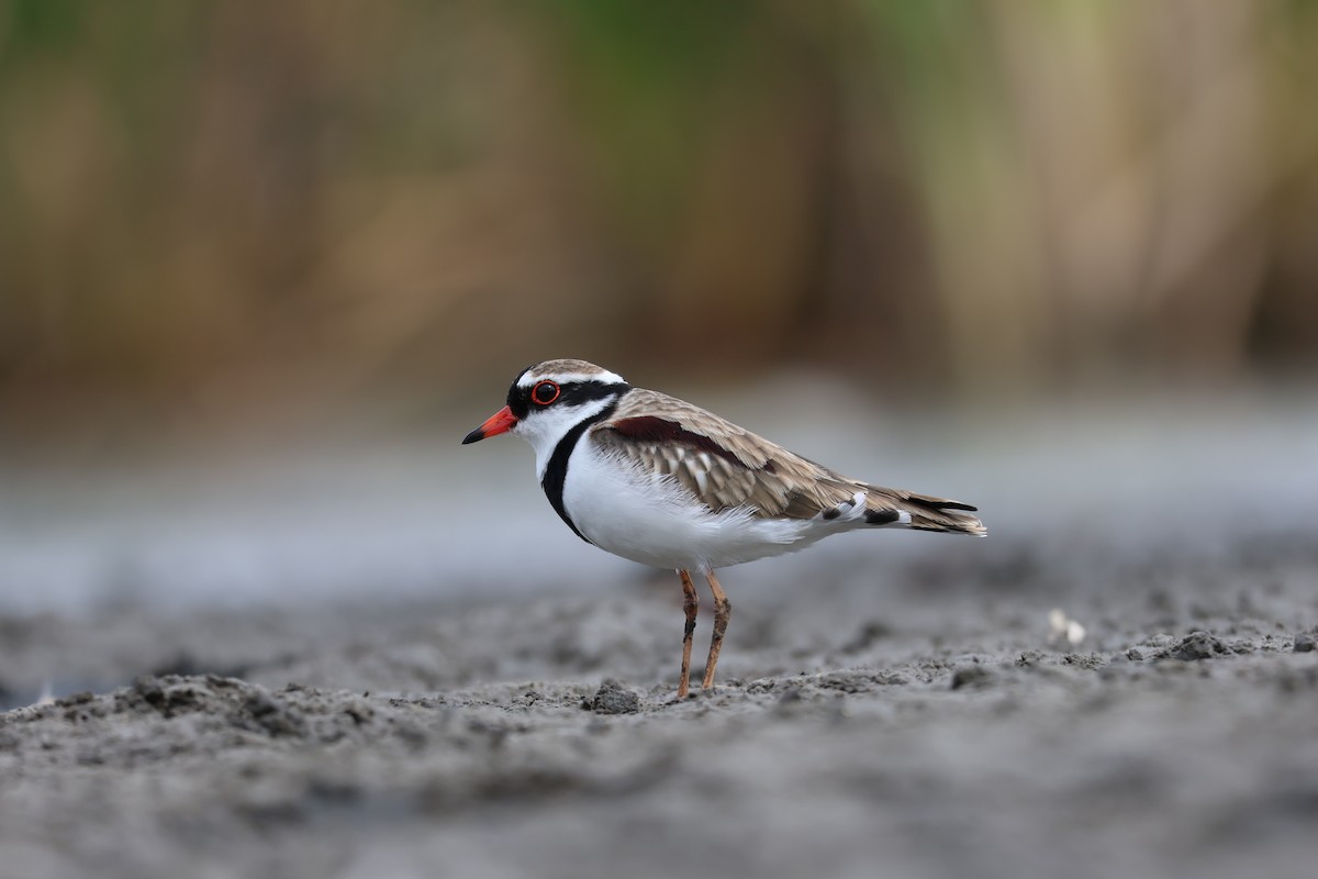 Black-fronted Dotterel - ML642205099