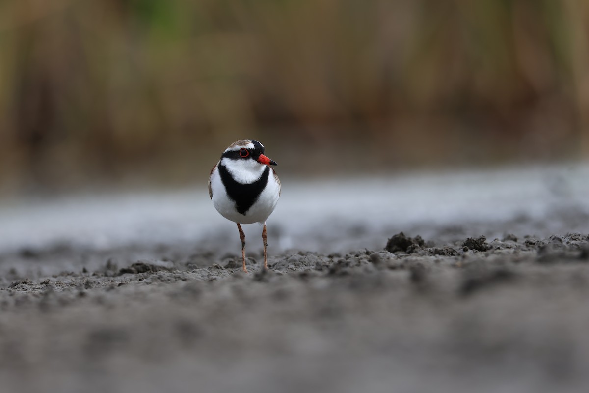 Black-fronted Dotterel - ML642205102