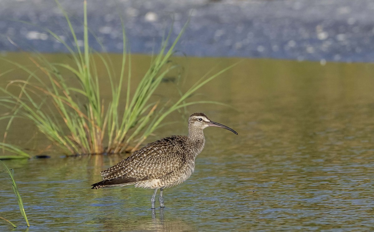 Whimbrel - ML642205103