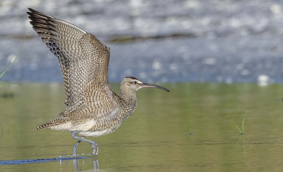 Whimbrel - ML642205104